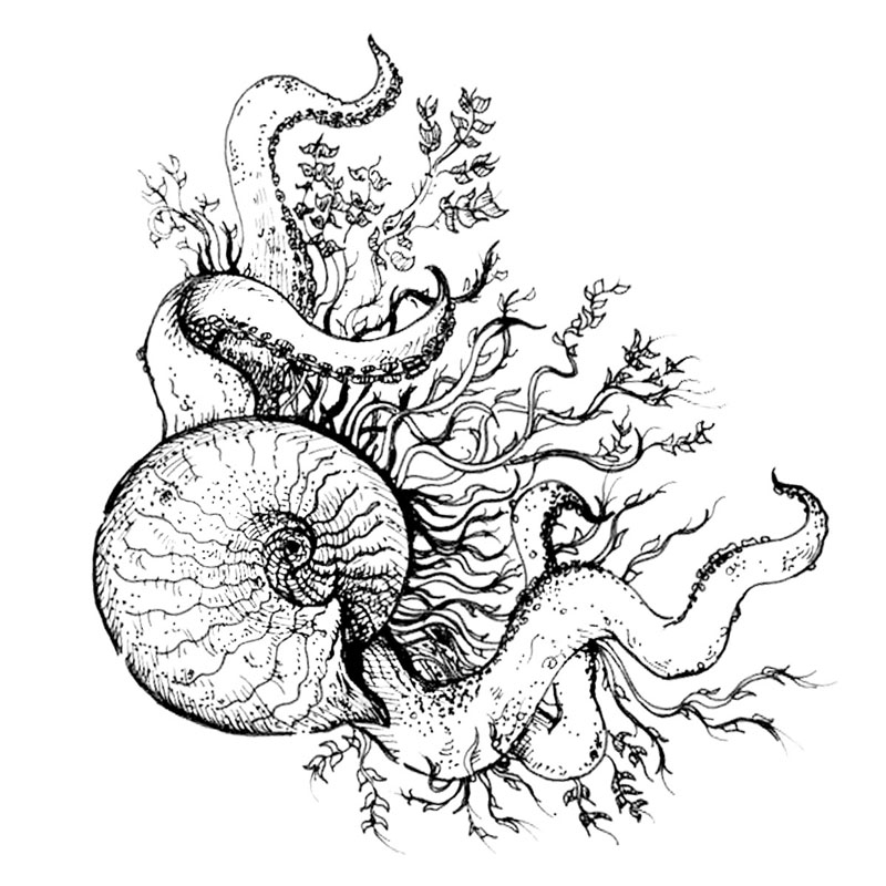 #2465 - Shell with Ocean Floor - Ocean